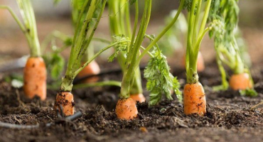 Příčiny žloutnutí mrkve a metody boje